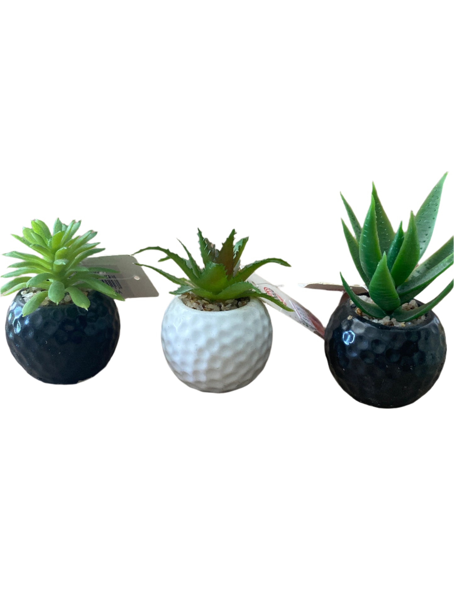 Planta Decorativa Pequeña – Verde que inspira