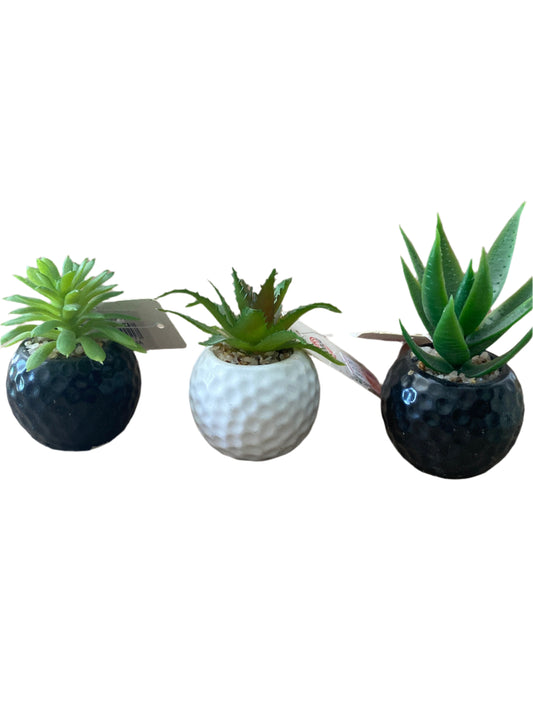 Planta Decorativa Pequeña – Verde que inspira