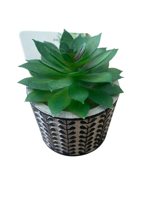 Planta pequeña cactus