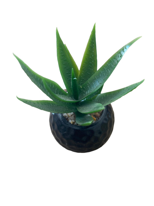 Planta Decorativa Pequeña – Verde que inspira