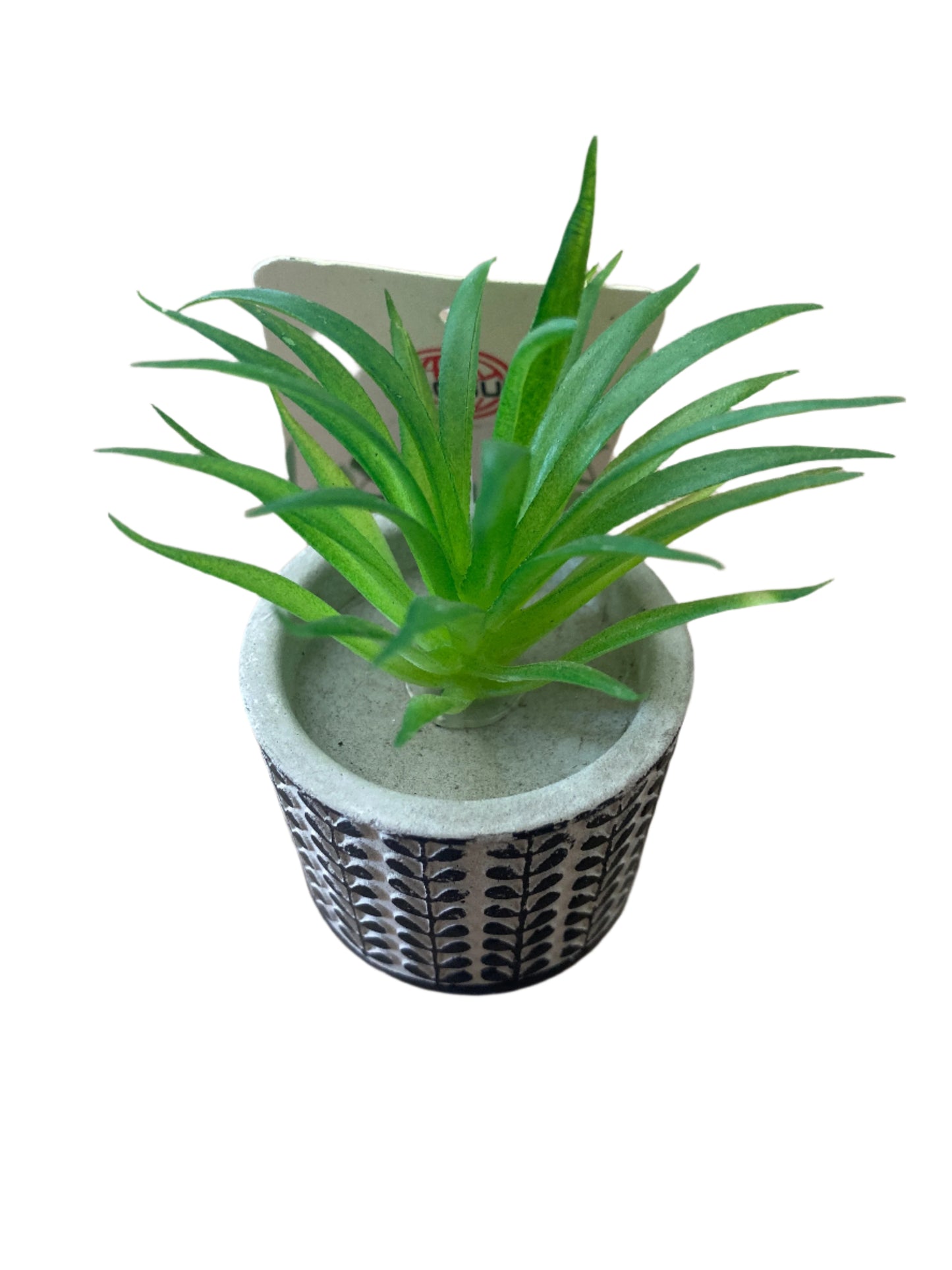 Planta pequeña cactus
