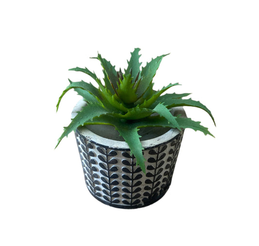 Planta pequeña cactus